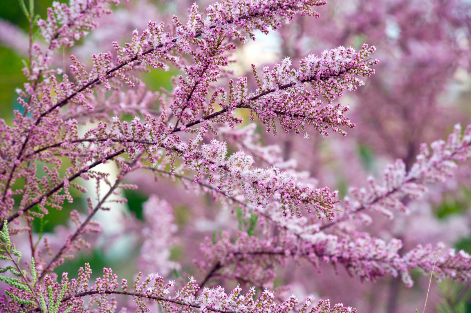 Представитель Семейства Tamaricaceae